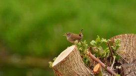 bevrijdingsdag 2022 283